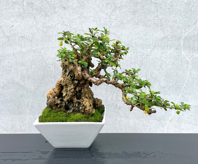 小品盆栽-福建茶付石盆景野趣小品盆栽Rustic Charm Bonsai｜盆栽