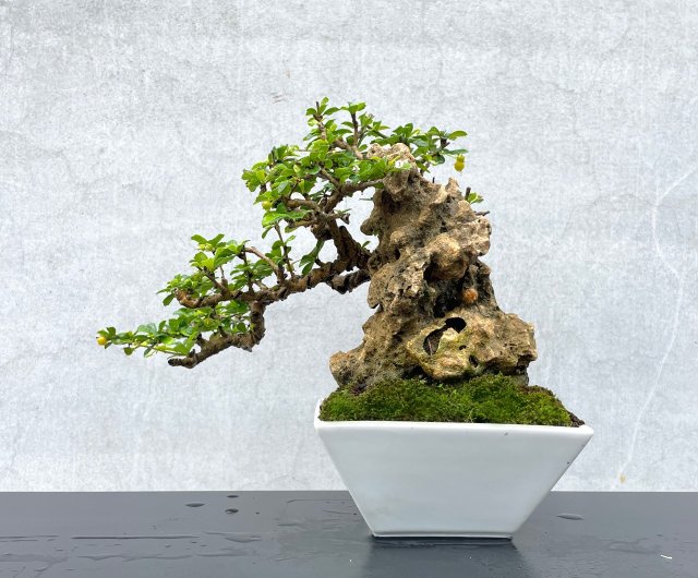 柴勝　小品盆栽 盆栽オンラインショップ幸庵/小品盆栽/小品黒松A002