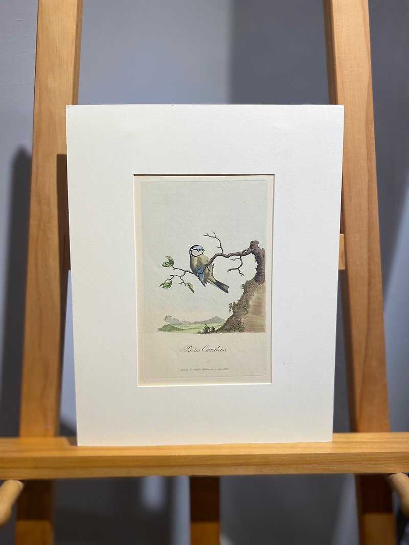 1811年George Graves英國鳥類學-藍山雀-蝕刻版畫手繪上色Etching - 掛牆畫/海報 - 紙 藍色