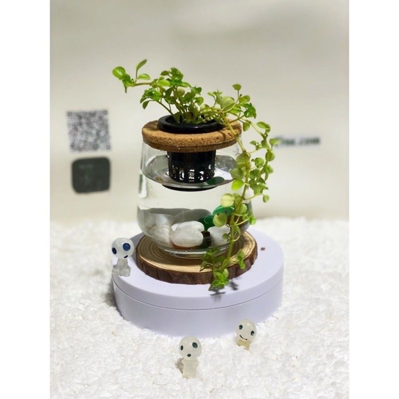 Fern beauty planting indoor net beauty planting hydroponic planting - baby's tears + curved transparent glass bottle - Plants - Plants & Flowers 