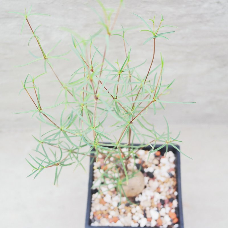 【荳荳多肉】【柳葉麒麟】喬遷│送禮│升遷│多肉植物 - 盆栽/植栽 - 植物．花 