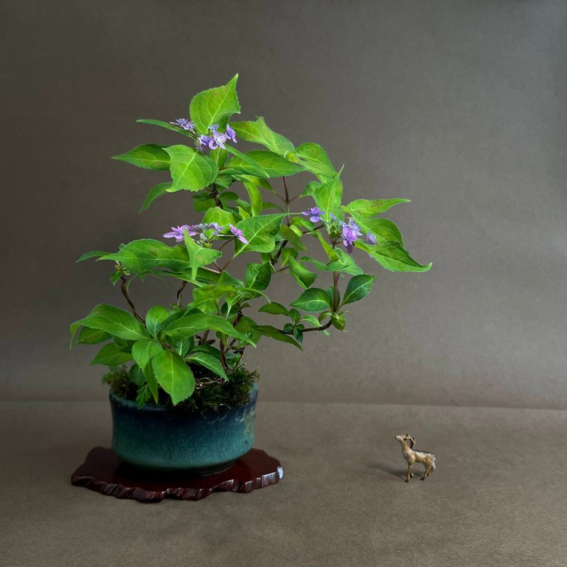 日本山紫陽花∣七變化 B 山野草盆栽開花中 - 盆栽/植栽 - 陶 