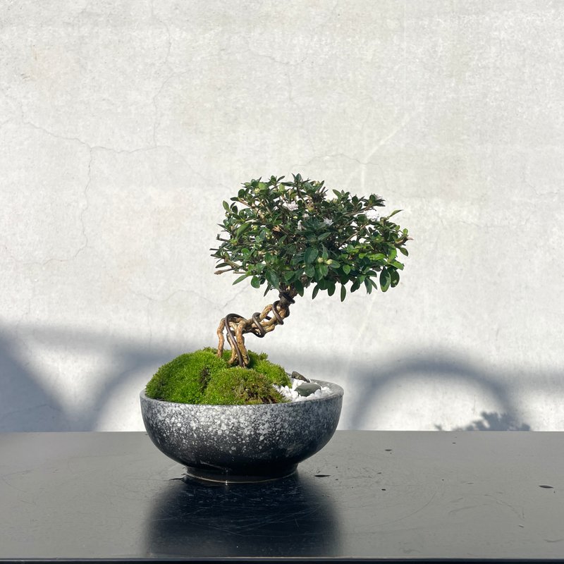 ミニ盆栽 - 日本バラチョウジ - 観葉植物 - 寄せ植え・花 