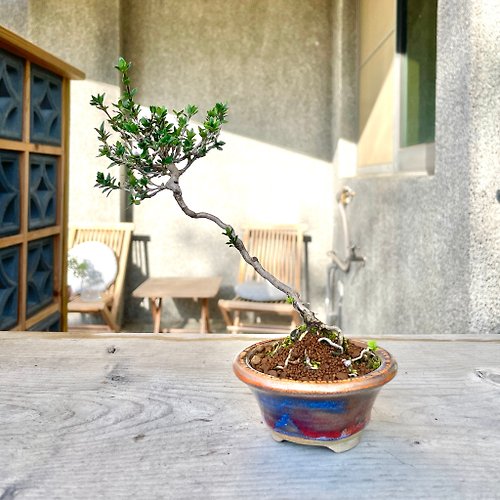 野趣小品盆栽 Rustic Charm Bonsai 小品盆栽- 日本玫瑰香丁木