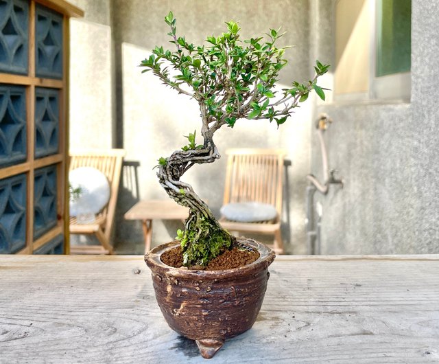 【静岡】779N 小品 盆栽鉢 五点 落款 在銘 植木鉢 5個