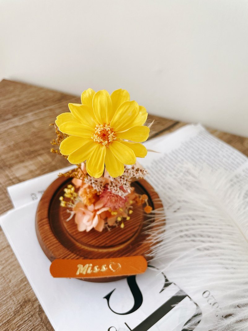 Miss。花謎 百日菊 玻璃罩 玻璃盅 永生花 乾燥花 - 乾燥花/永生花 - 植物．花 多色