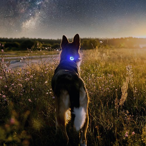 澳洲EzyDog寵物用品 【澳洲EZYDOG】GO2寵物夜間多色警示燈