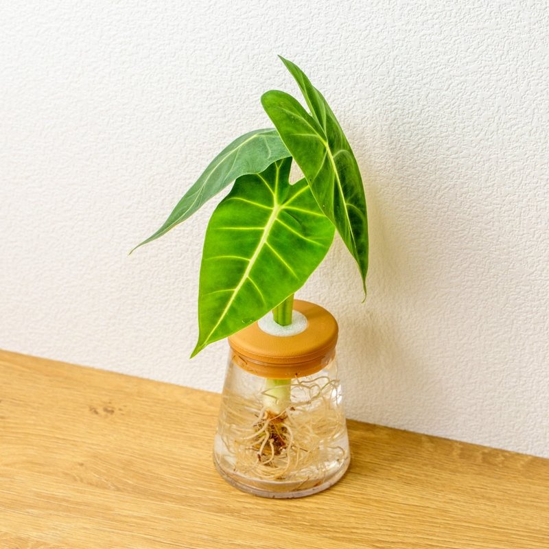 絨葉觀音蓮 三角水耕盆栽 室內植物 觀葉植物 禮物 水培 桌上盆栽 - 盆栽/植栽 - 植物．花 透明