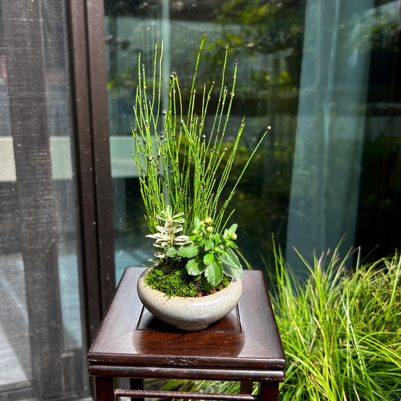 日本姬菊∣迷你山野草 - 盆栽/植栽 - 陶 