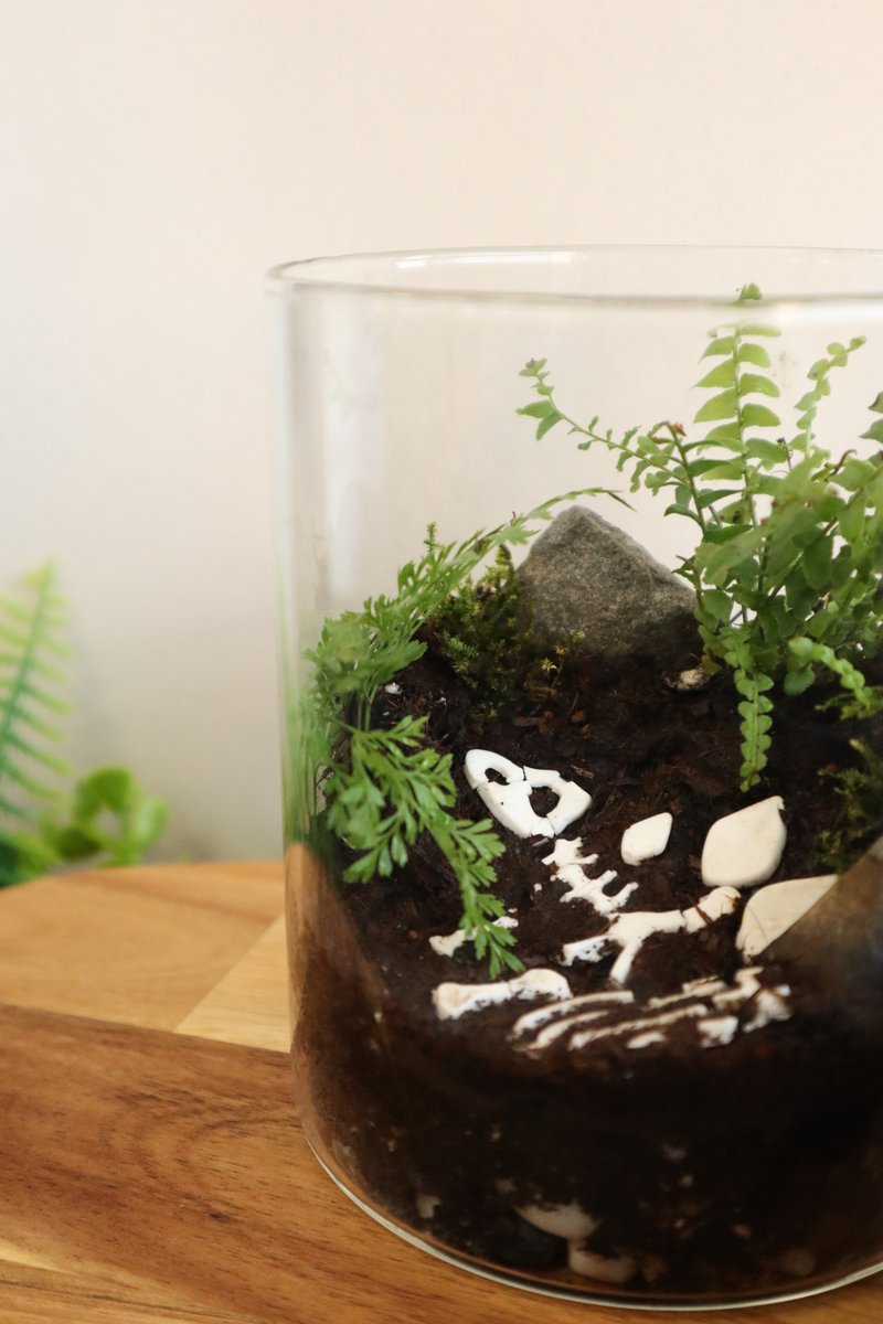 [Micro Landscape] When the Climate Changes - Fern Basin / Gift Exchange / Dinosaur Fossils - Plants - Glass Green