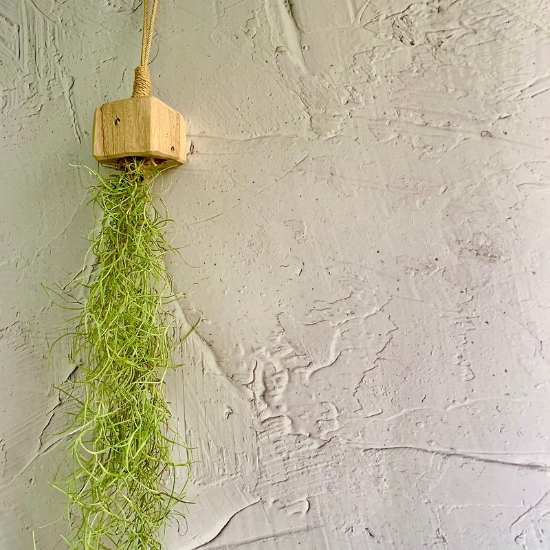 Handcrafted Wooden Design Potted Plant Decoration Usnea - Plants - Wood 