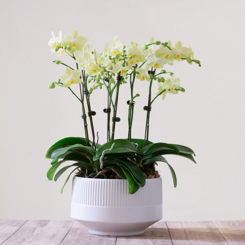 蘋果綠蝴蝶蘭 | 3株 - 盆栽/植栽 - 植物．花 綠色
