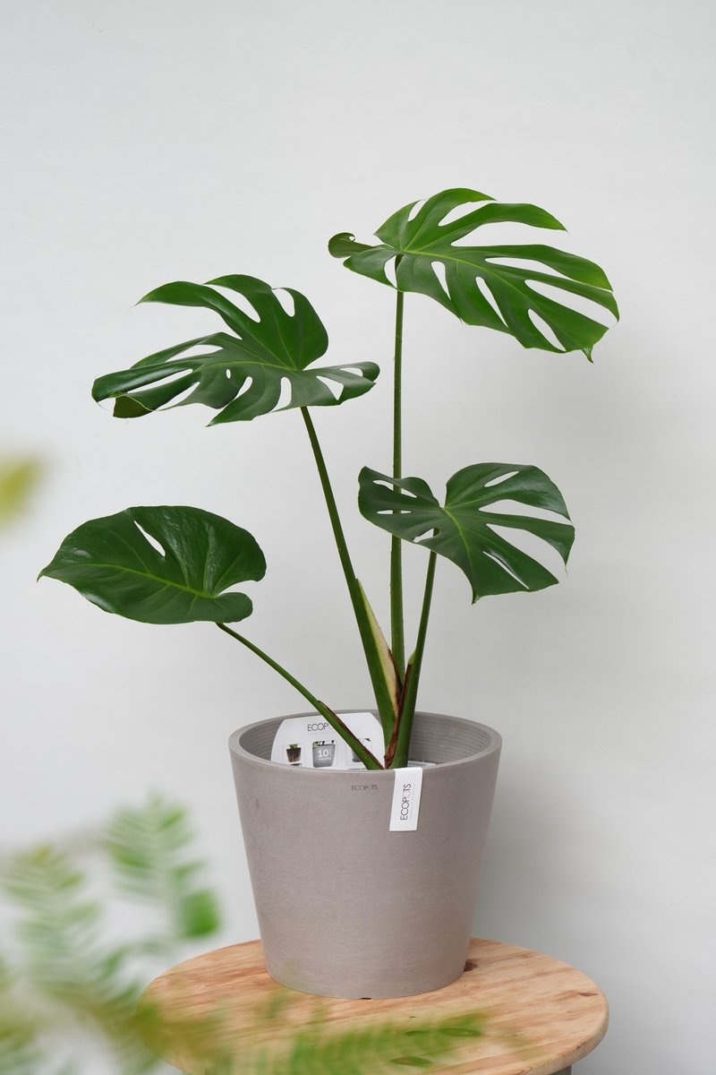 龜背芋│有植 Yuzhi - 盆栽/植栽 - 植物．花 