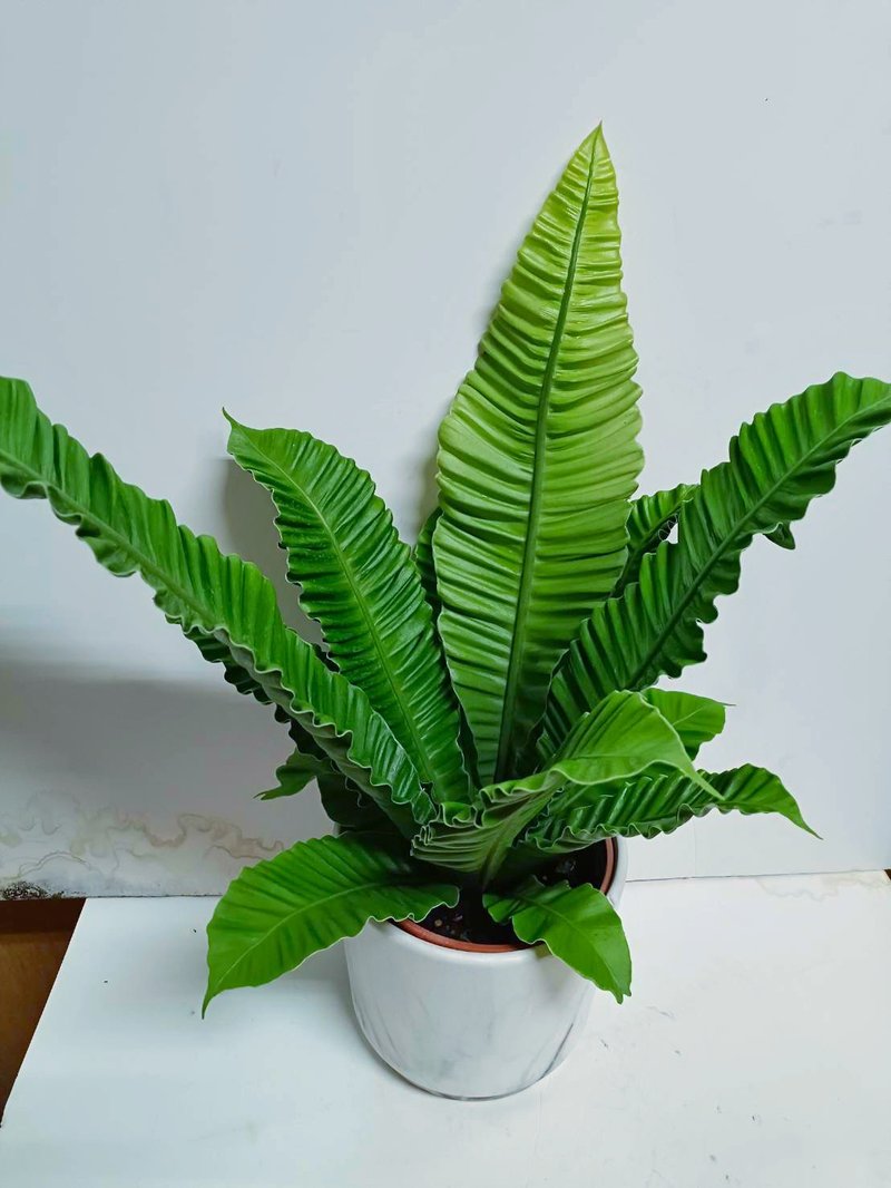【老闆必推】嚴選銀翼山蘇 桌上型盆栽 送禮自用擺設 - 盆栽/植栽 - 陶 