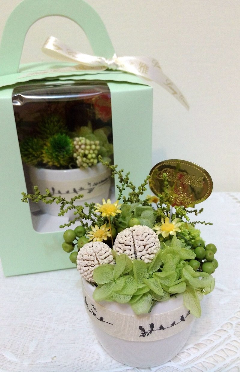 l Mini Healing Plants-Mudan Fruits l*Thanksgiving*Thank you*Healing*No withering flowers. Star flowers. Everlasting flowers*Gifts*Green* - ตกแต่งต้นไม้ - พืช/ดอกไม้ 