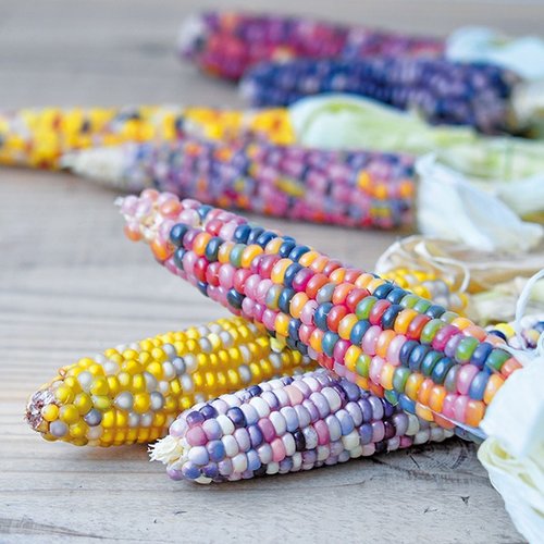 【箱のわずかなダメージとクリア】RAINBOWCORN観賞用栽培セット/ Rainbow Corn