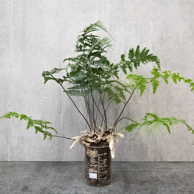 衝出燒杯的兔腳厥 - 盆栽/植栽 - 植物．花 綠色