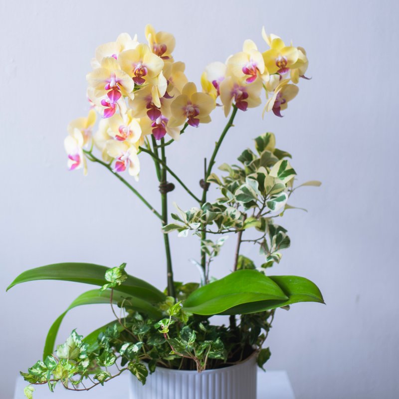 Golden Fuller Orchid Foliage Potted Plant | Rongsheng | Opening Gift | Home Decoration - ตกแต่งต้นไม้ - พืช/ดอกไม้ สีเหลือง