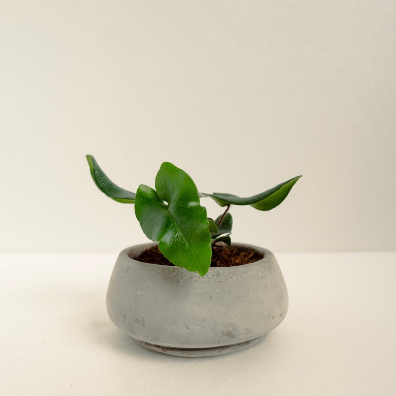 心葉蕨│泥作系列│福所栽 - 盆栽/植栽 - 水泥 綠色