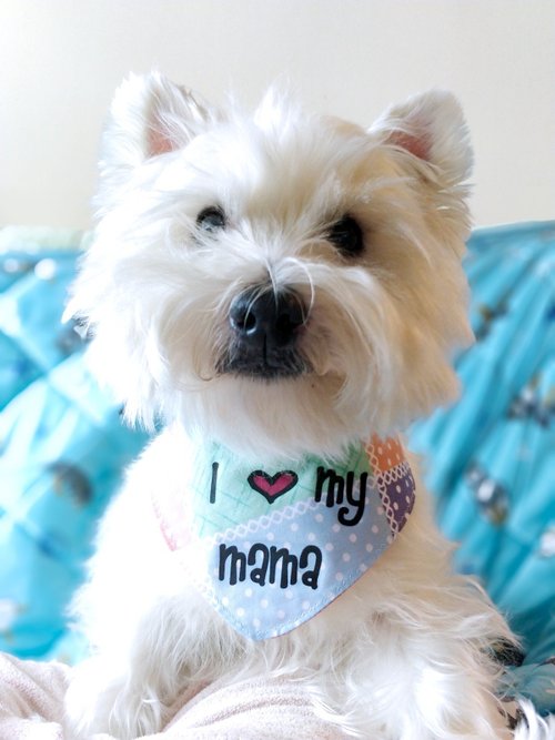 Unique Handmade HK I love mom 寵物 貓犬 圍巾頸飾 母親節首選
