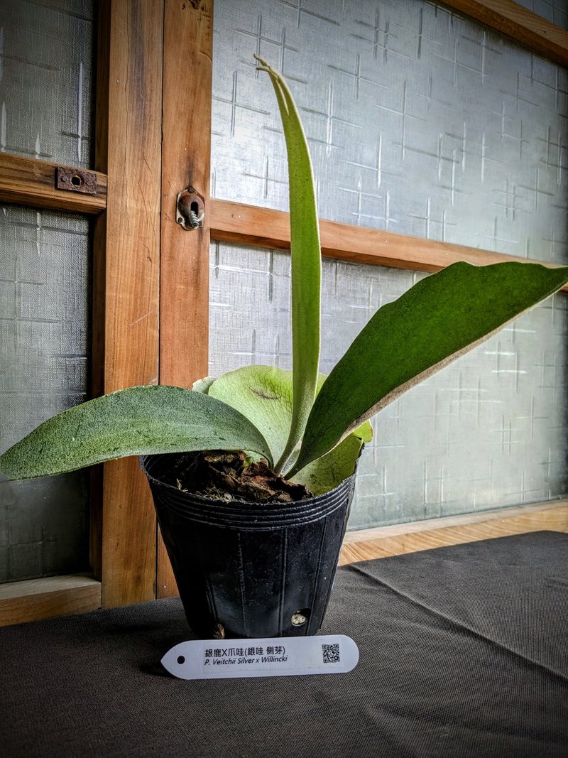銀哇鹿角蕨P.Veitchii Silver × Willinckii(銀鹿×爪哇) - 盆栽/植栽 - 植物．花 綠色