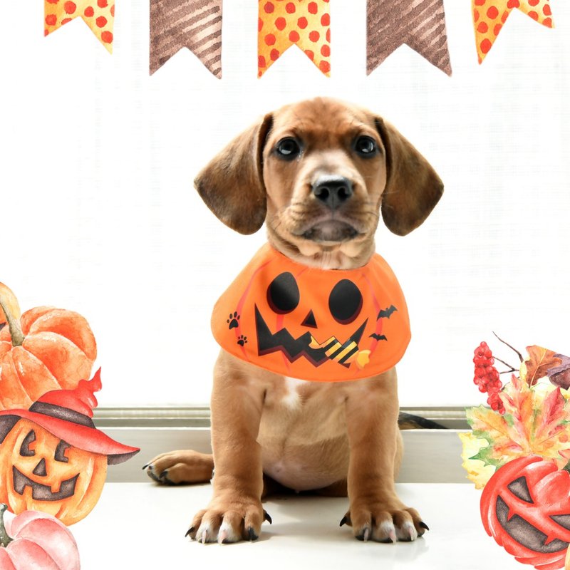 Pumpkin Scarf for Pet - ชุดสัตว์เลี้ยง - ผ้าฝ้าย/ผ้าลินิน สีส้ม