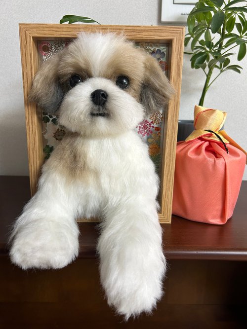 犬、犬の肖像 犬専門の写真館 YAKUSHI STUDIO for DOG 東京町田店