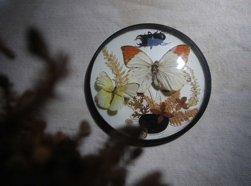 [OLD-TIME] Early Taiwan-made butterfly specimens - ของวางตกแต่ง - วัสดุอื่นๆ 