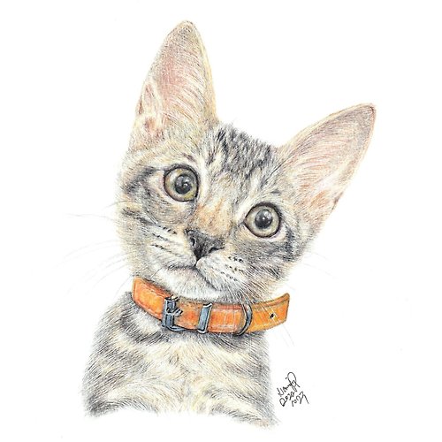 Petsketch hk 【客製】寵物手繪 | 唐貓 | 虎紋 | 肖像 | 似顏繪 | 畫 |