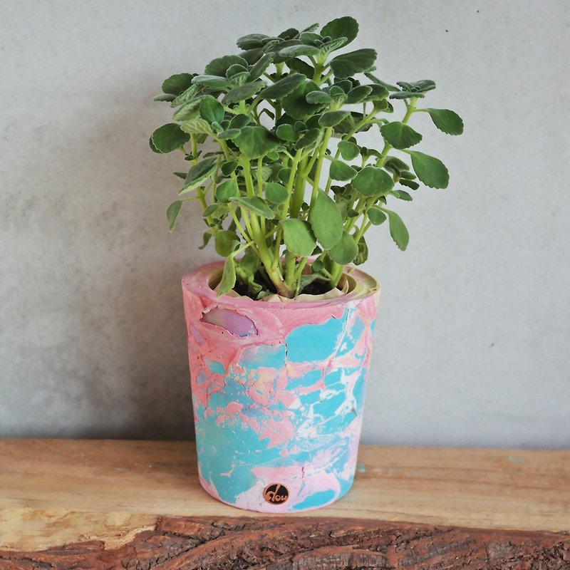Peas Succulents and Small Groceries - Handmade Devon Shakes Series-5 - Plants - Cement Multicolor