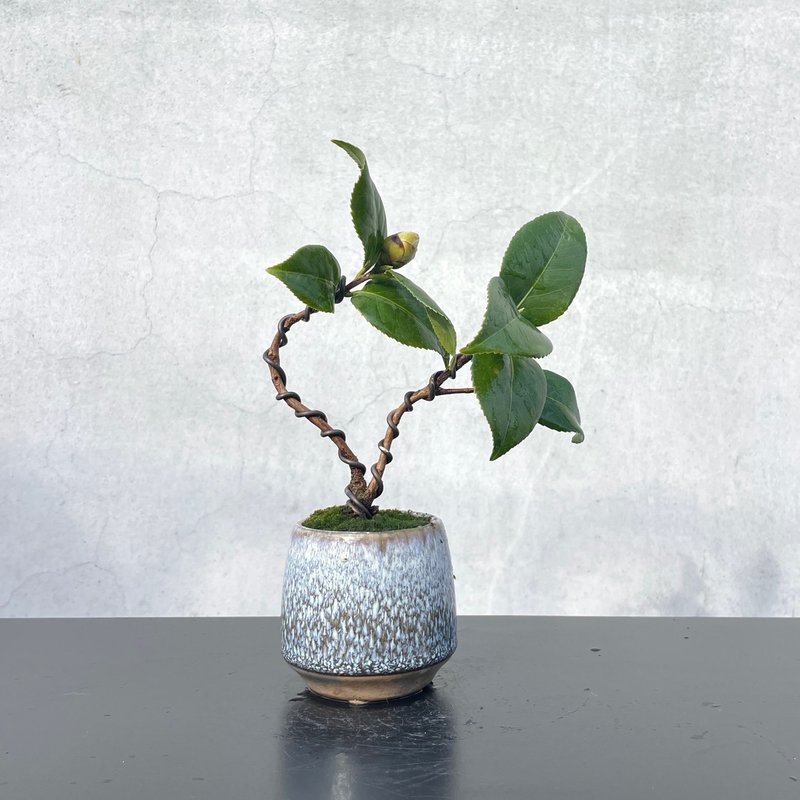 小品盆栽-茶花 送禮 開幕 - 盆栽/植栽 - 植物．花 