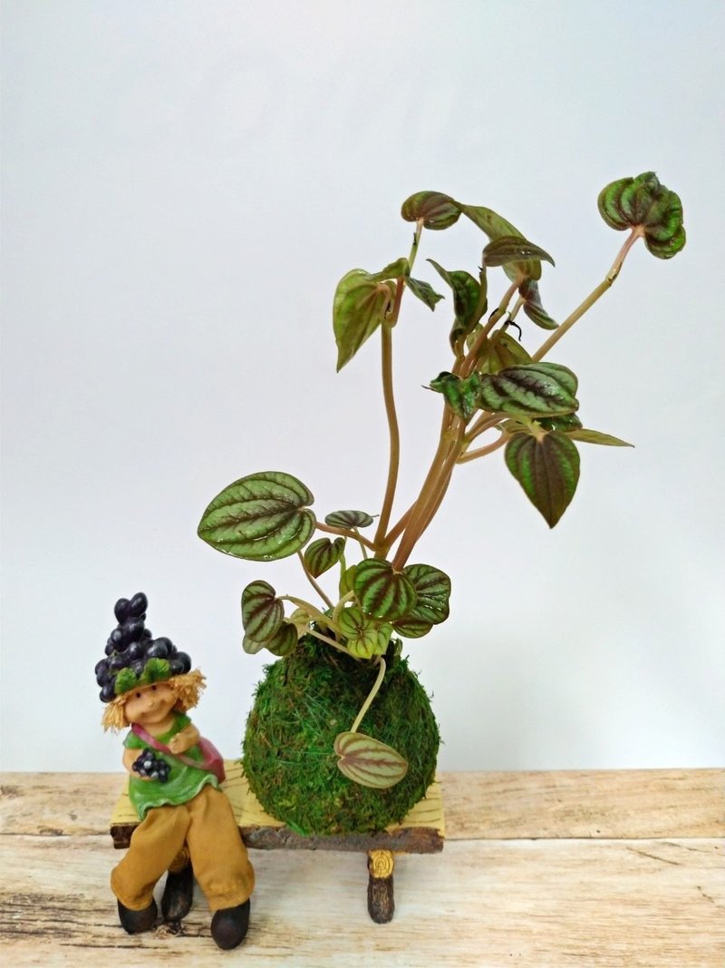 居家幸福苔球 苔玉 綠色水苔 五行幸運植物 孔雀椒草 - 花藝/盆栽/植栽 - 植物．花 