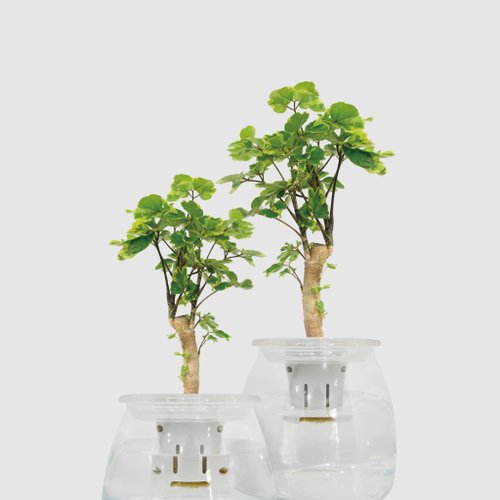 森多 水耕植研所 │玻璃系列 │黃金福祿桐 - 送禮植物 辦公室 水耕植物 魚水共生