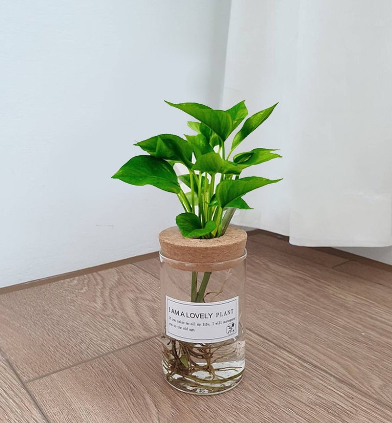 植栽 室內盆栽 黃金葛 水耕植物 - 植栽/盆栽 - 玻璃 綠色