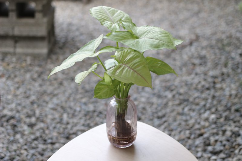 Hydroponics Planting│Jinyu Heguo Taro_Indoor Plants Blown Glass Light Powder - Plants - Glass 