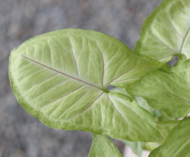 水耕栽培 金翡翠と果実里芋 観葉植物吹きガラス軽粉 ショップ Slowplant 観葉植物 Pinkoi