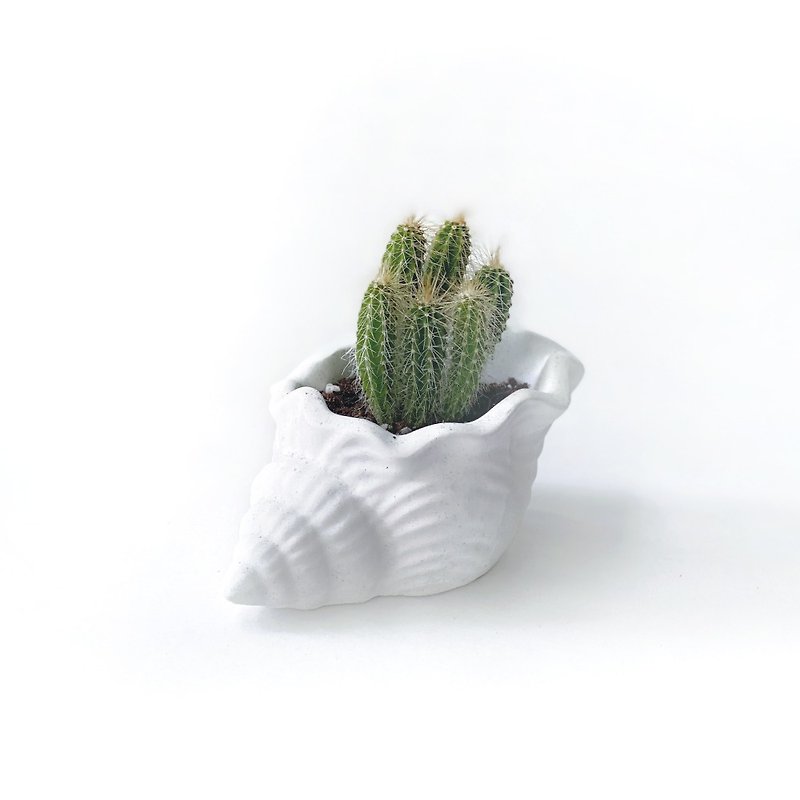 (Pre-order) White Gray Gradient Series | Big Phoenix Dragon Cactus Shell Two-Color Cement Cactus Planting - Plants - Plants & Flowers Gray