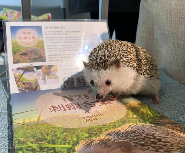 香港ハリネズミコレクション 香港初のハリネズミの写真集 ショップ Lovehedgie852 写真集 Pinkoi