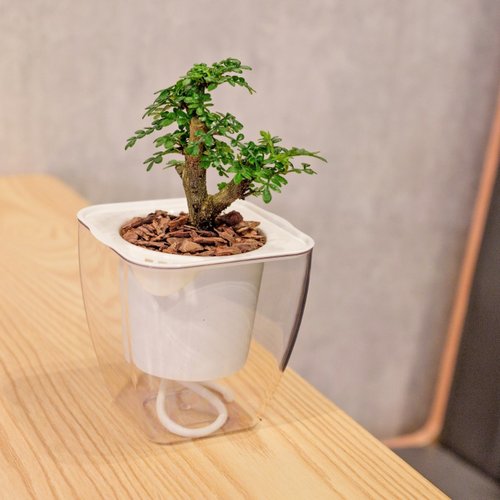 巧繪網植物館 胡椒木 免澆水方形盆栽 室內植物 觀葉植物 禮物 盆栽 辦公室小物