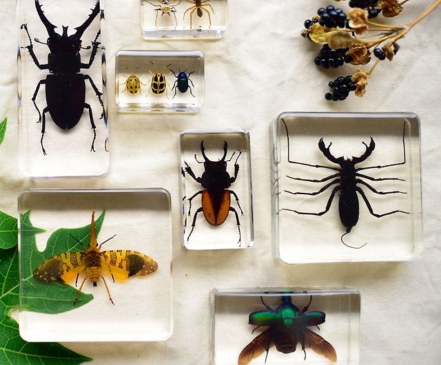 日式木盒昆蟲標本 16款 設計館賽先生科學工廠 擺飾 家飾品 Pinkoi