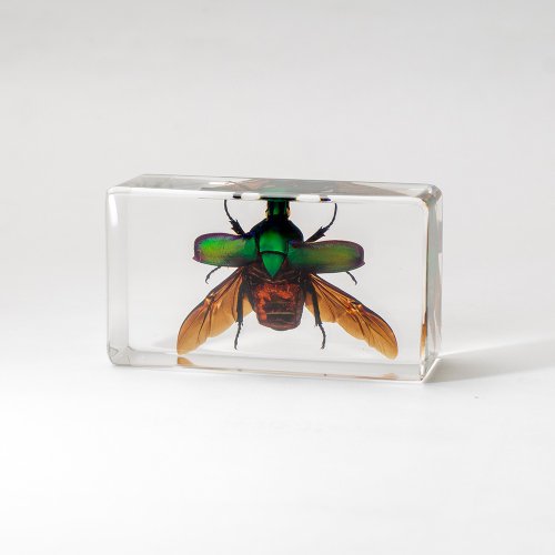 和木箱昆虫標本（16モデル） - ショップ 賽先生科学工場 置物 - Pinkoi