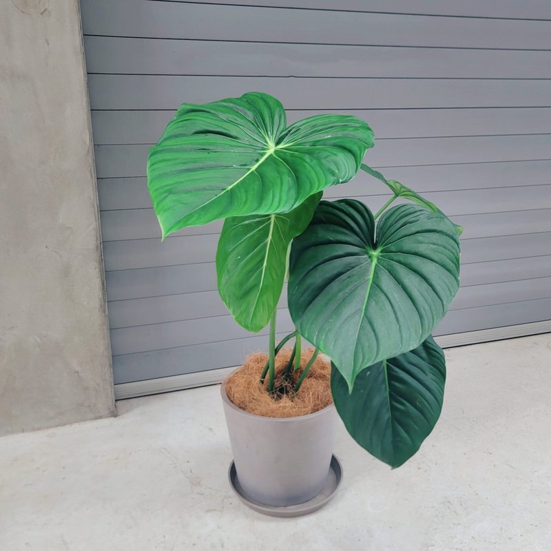 2024 limited edition fantasy product-Big Mike Philodendron - Plants - Plants & Flowers 