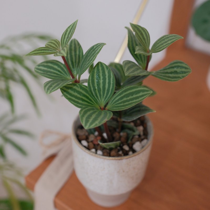 翡翠椒草 - 植栽/盆栽 - 植物．花 