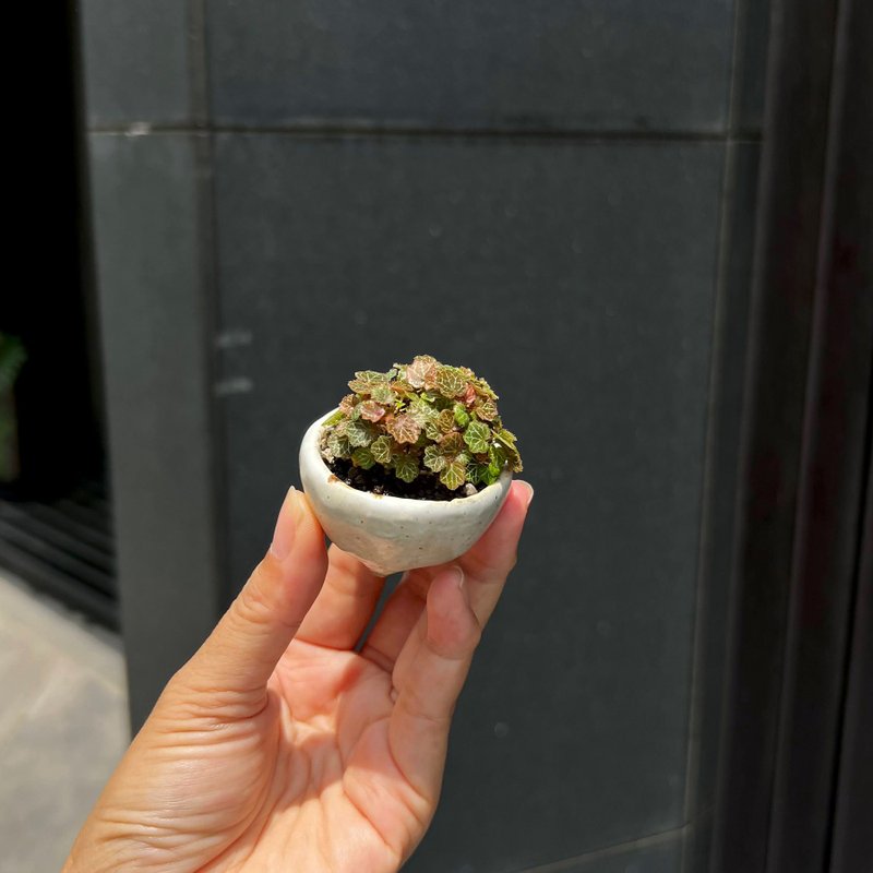 日本極姬虎耳草∣討喜療癒豆盆栽 微光植物 - 植栽/盆栽 - 陶 