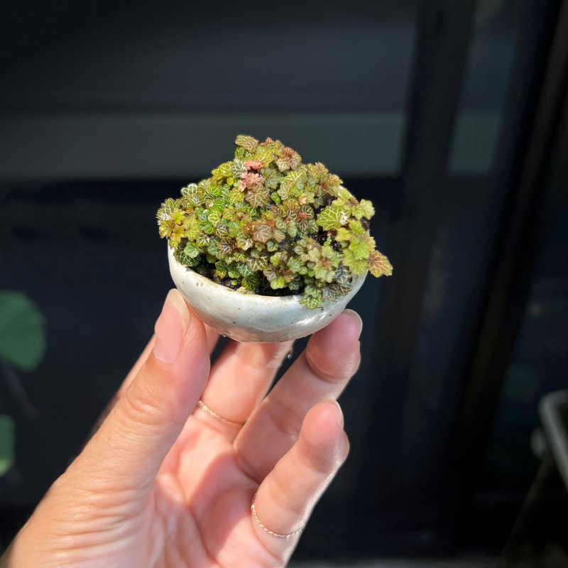 日本極姬虎耳草A∣討喜療癒豆盆栽 微光植物 - 植栽/盆栽 - 陶 