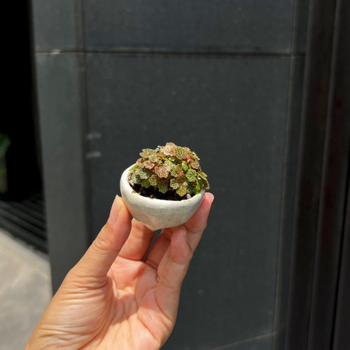 mu bonsai 茉莉愛草 日本極姬虎耳草∣討喜療癒豆盆栽 微光植物