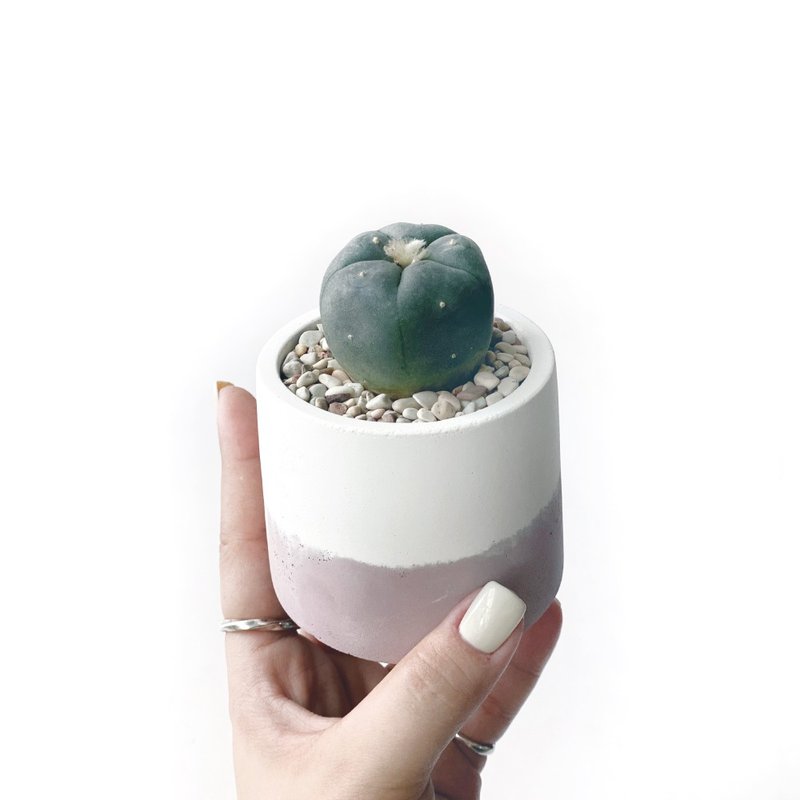 (現貨) 莫蘭迪粉系列 | 烏羽玉仙人掌 圓形雙色水泥仙人掌植栽 - 植栽/盆栽 - 植物．花 粉紅色