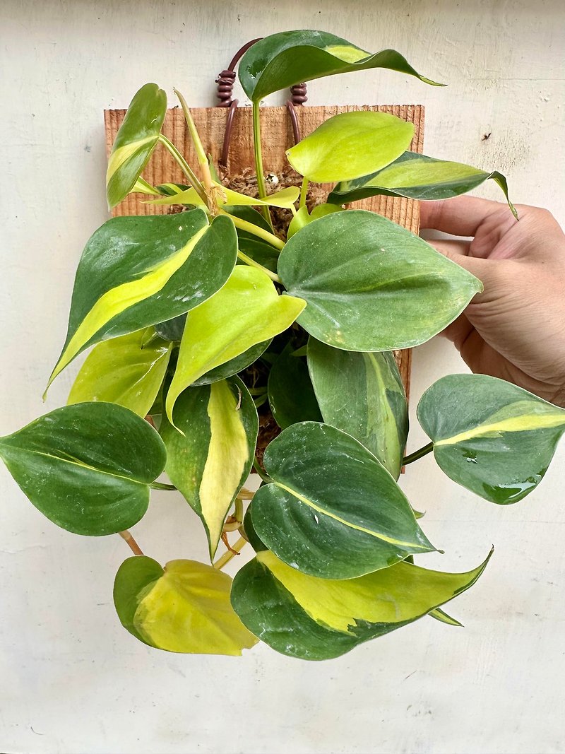 [variegated leaf peach heart vine] opening gifts opening board plants foliage plants indoor plants - Plants - Plants & Flowers 