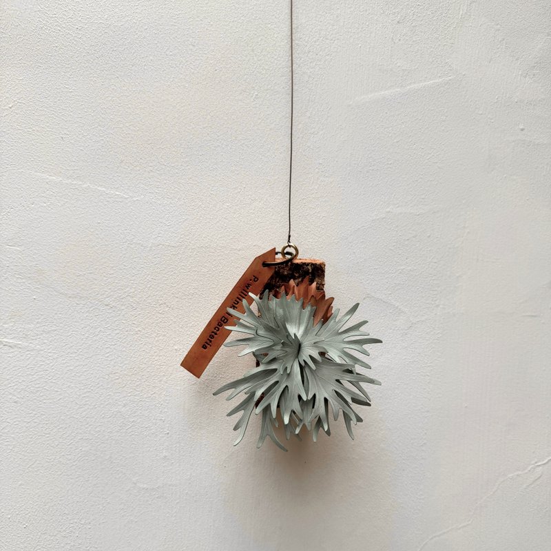 侏儒爪哇皮革鹿角蕨 - 盆栽/植栽 - 真皮 