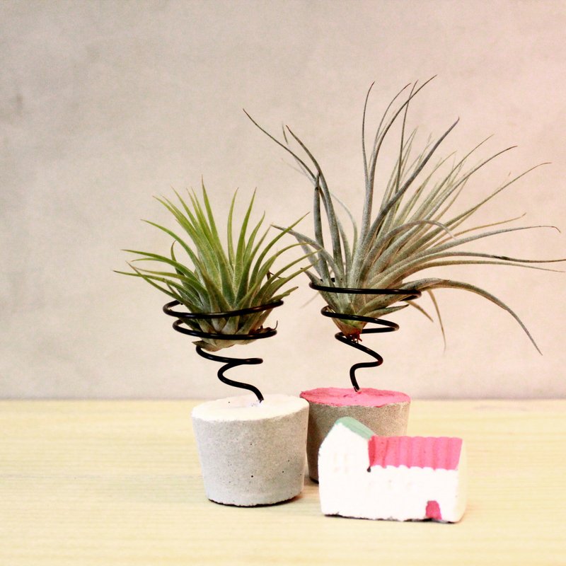 Tillandsia planting group - shape aluminum cement base - ตกแต่งต้นไม้ - ปูน 